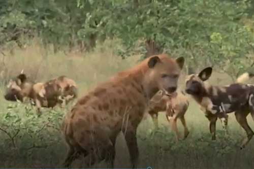 Clip: Đang nằm nghỉ thì bị chó hoang đánh úp, 2 con linh cẩu "được cứu" bởi kẻ không ngờ đến