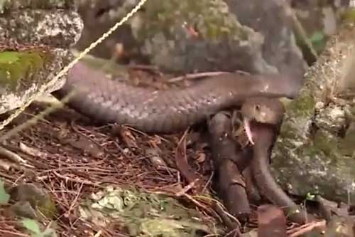 CLIP: Hổ mang chúa 'tung đòn hiểm', nuốt chửng rắn ráo trong nháy mắt