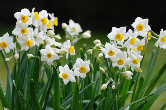 Khi thủy tiên bừng nở và câu chuyện thần thoại về tình yêu