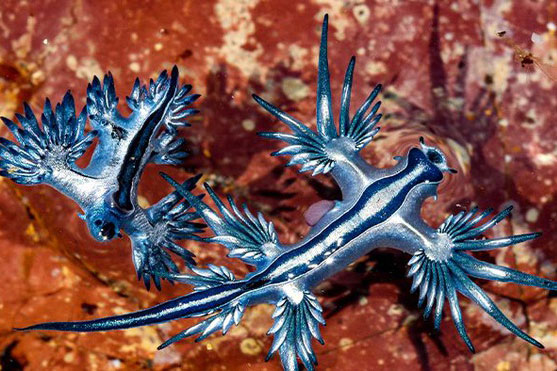 Rồng xanh dạt vào bờ biển ở Australia