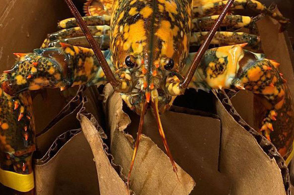 Phát hiện tôm hùm lạ trong lô hàng ở siêu thị