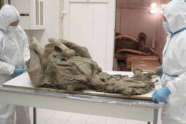 Nga nghiên cứu xác ngựa 4.500 tuổi từ băng vĩnh cửu