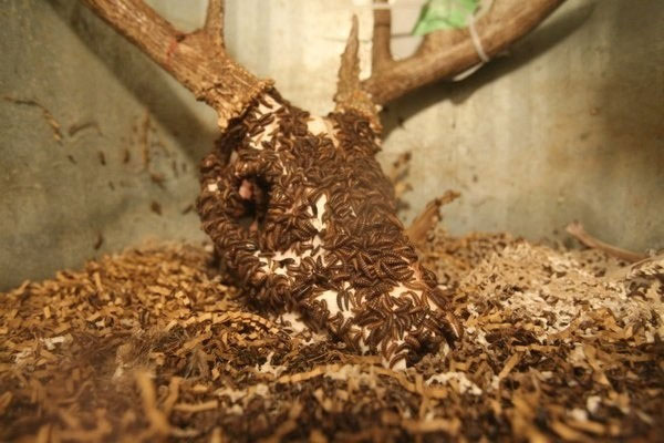 Những loài côn trùng ăn xác khiến con người kinh sợ