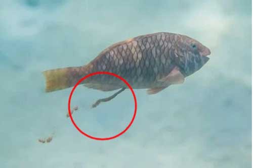 Khoa học vừa làm một nghiên cứu với đối tượng 'quái đản' nhất đại dương, và đây là lý do tại sao