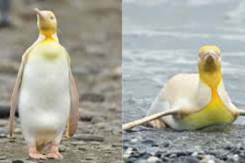 Sau hải cẩu lông vàng đáng yêu như pikachu, đây chính là thành viên mới nhất của hội động vật "màu lạ" siêu hiếm trên thế giới