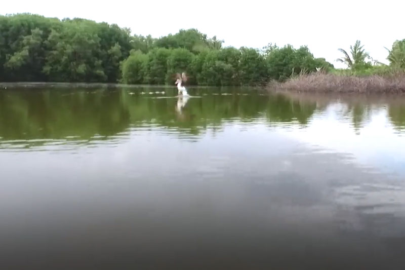 Đến U Minh Hạ, xuyên rừng tràm nguyên sinh, trải nghiệm nghề ‘ăn ong'