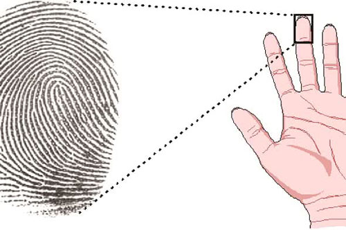 Soi hoa tay đoán tính cách biết tương lai giàu sang hay nghèo khổ