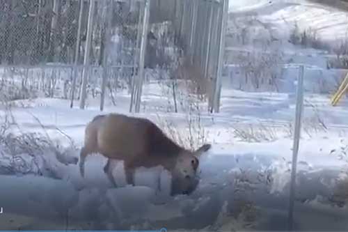 Clip: Linh miêu tấn công rồi giết chết cả con mồi to lớn gấp hàng chục lần cơ thể mình