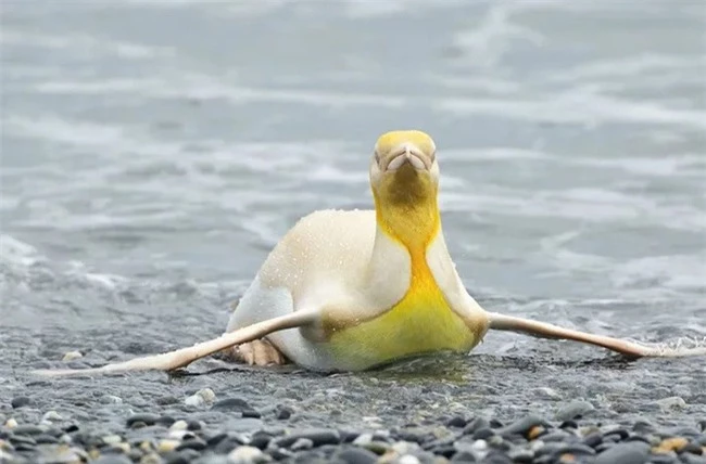 Sau hải cẩu lông vàng đáng yêu như pikachu, đây chính là thành viên mới nhất của hội động vật "màu lạ" siêu hiếm trên thế giới - Ảnh 3.