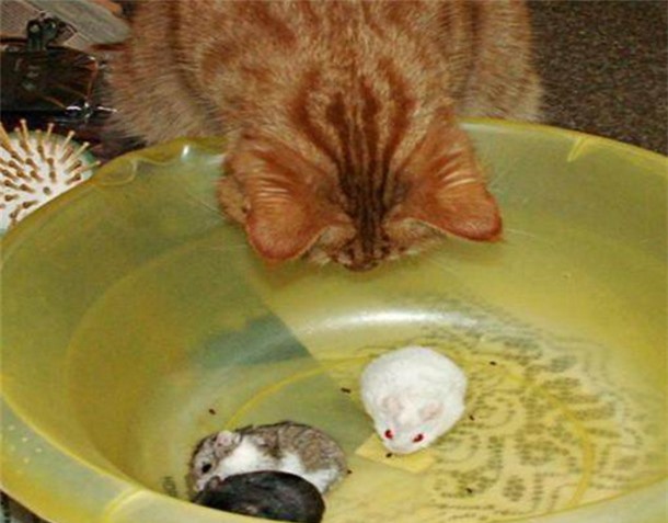 Thừa biết mèo là kẻ thù truyền kiếp của chuột nhưng vẫn mua 3 con chuột cảnh về nhà, cảnh tượng xuất hiện sau đó khiến chủ nhân kinh ngạc - Ảnh 2.