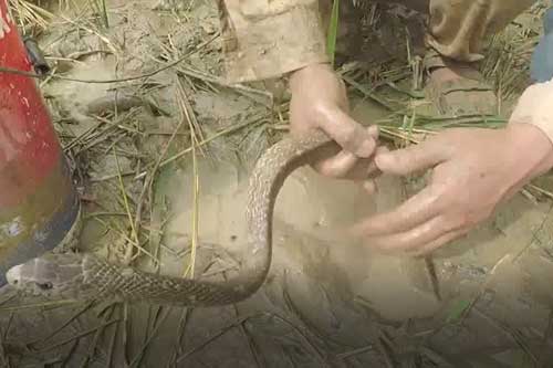 Clip: Người đàn ông thông minh bỏ con rắn hổ trâu vào một cái hố và chờ đợi, kết quả sau đó thật khó tin!