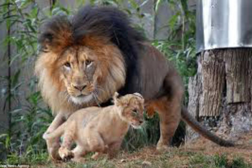 Bức ảnh chứng minh câu nói "Nhà là phải có nóc" của gia đình sư tử khiến dân mạng được phen cười nghiêng ngả còn chị em tâm đắc lắm!