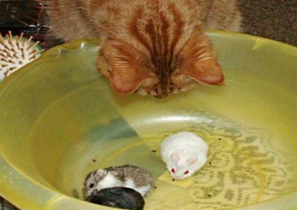 Thừa biết mèo là kẻ thù truyền kiếp của chuột nhưng vẫn mua 3 con chuột cảnh về nhà, cảnh tượng xuất hiện sau đó khiến chủ nhân kinh ngạc