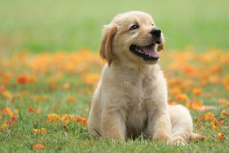 Top 3 con giáp dễ đổi vận giàu to, tiền bạc ngập két trong 5 ngày cuối tháng 2 Dương lịch