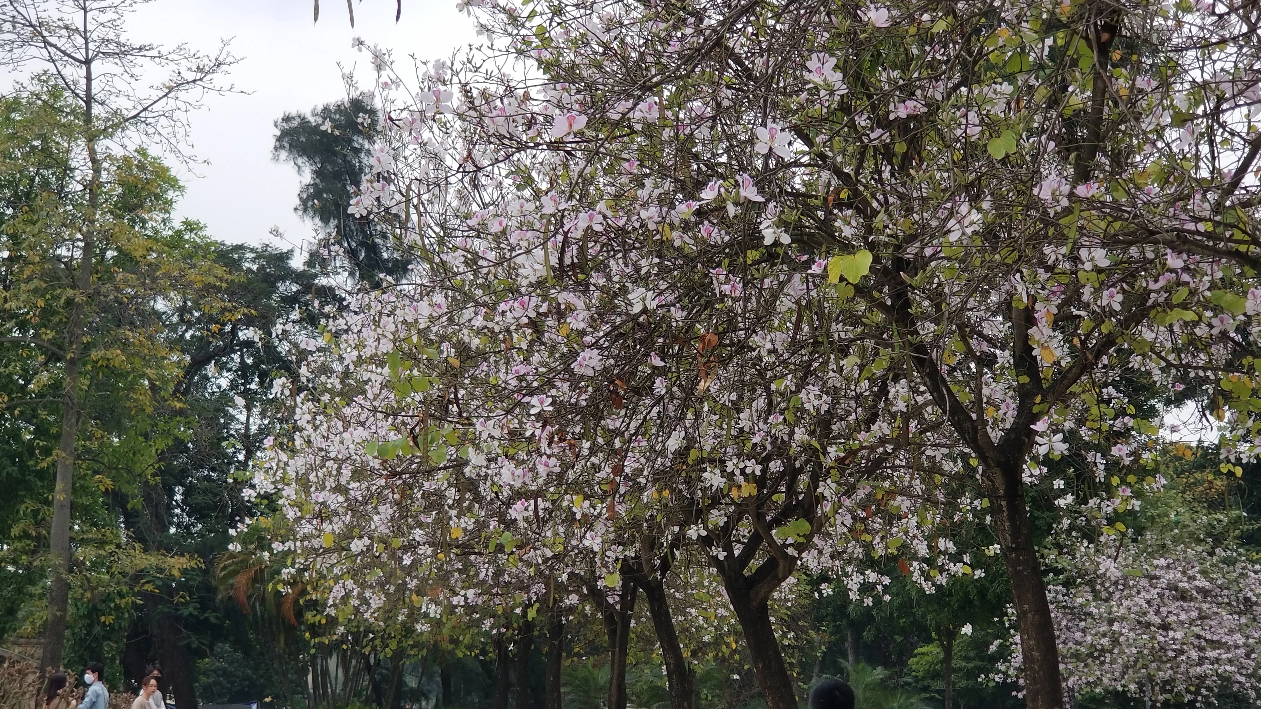 Hoa ban có màu trắng xen lẫn hồng tím, màu sắc dịu dàng luôn khiến nhiều người yêu thích.