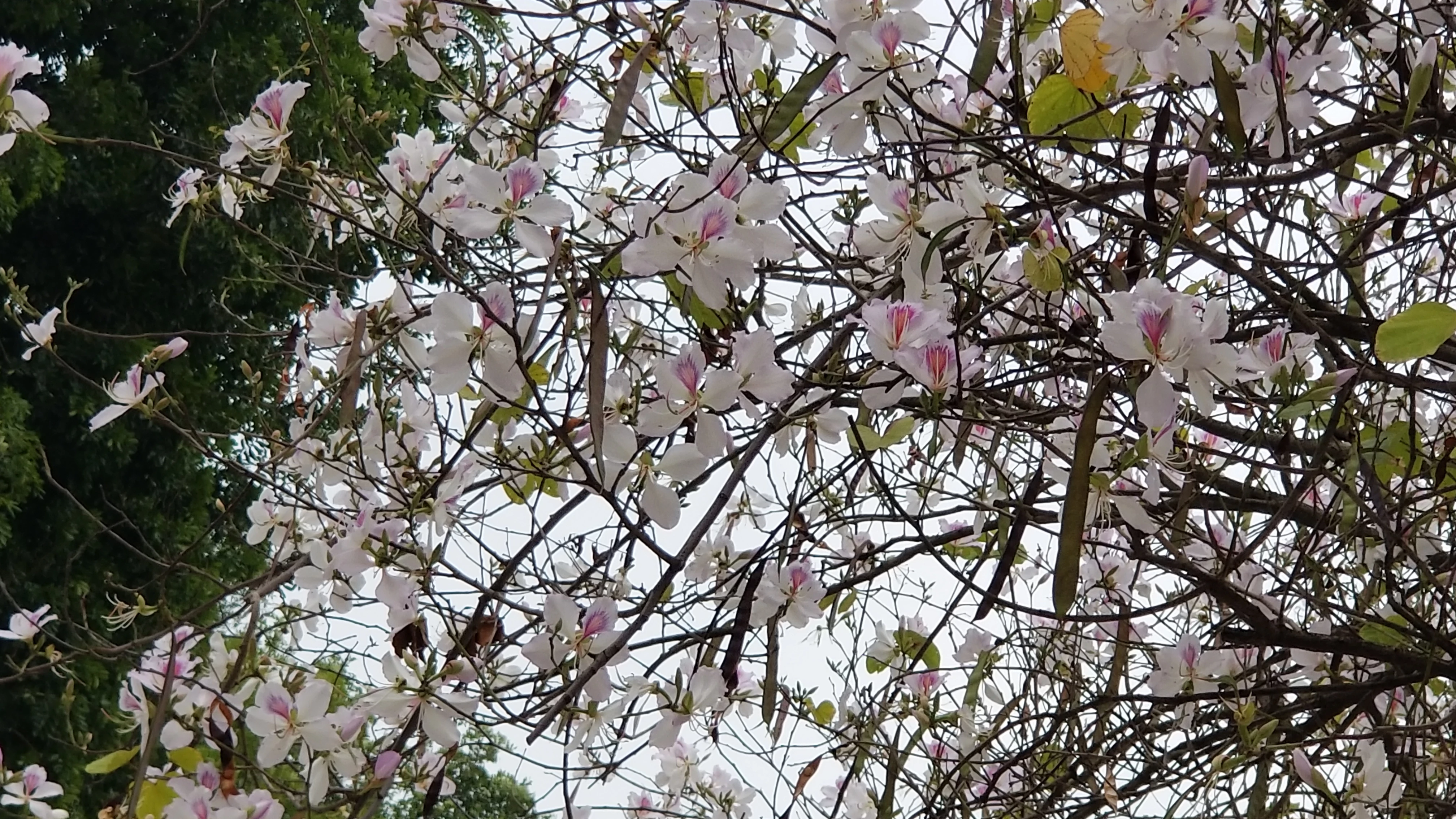 Hoa ban có màu trắng xen lẫn hồng tím, màu sắc dịu dàng luôn khiến nhiều người yêu thích.