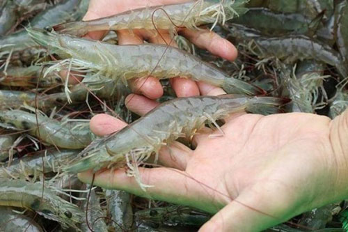 Cách đơn giản giúp bạn nhận biết tôm bị bơm tạp chất