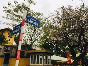 Người dân Hà Nội không bỏ lỡ cơ hội chụp ảnh với hoa ban Tây Bắc