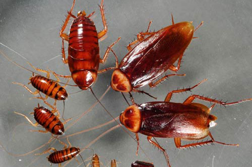 Đảm bảo trong nhà vĩnh viễn không có con gián nào mà không cần tới thuốc diệt