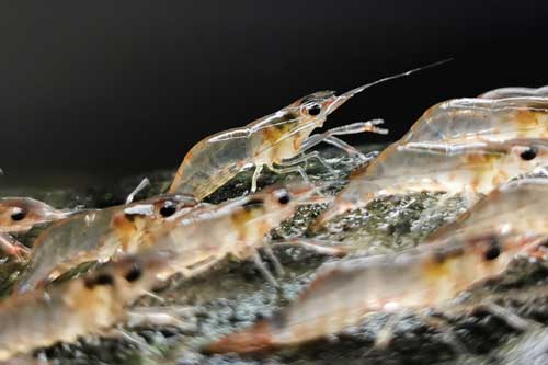 Kỳ lạ hiện tượng tôm diễu hành trên cạn