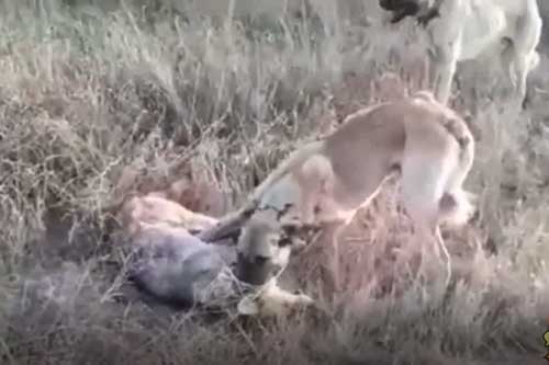 Clip: Chó sói bị bầy chó Kangal hung dữ bao vây tấn công đến chết