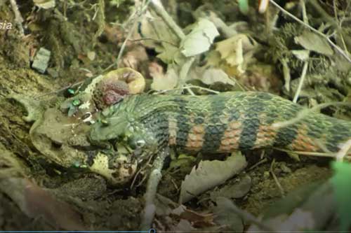 Clip: Cóc gắng hết sức vẫn không thể thoát khỏi miệng rắn