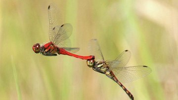 Nguyên nhân biến chuồn chuồn từ vàng thành đỏ