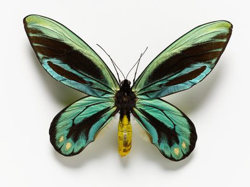 Top 10 loài côn trùng 'khổng lồ' trên thế giới