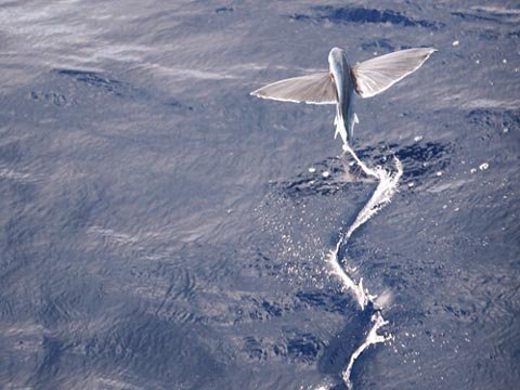 Những sinh vật không cánh biết bay kỳ lạ