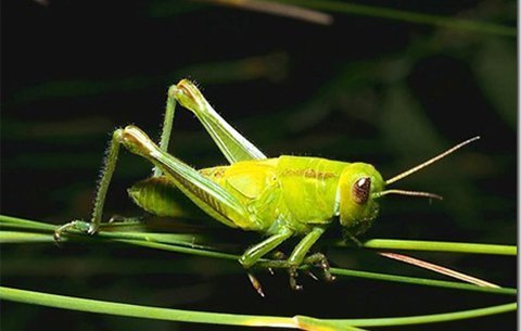 Châu chấu có tai giống người