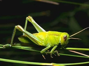 Châu chấu có tai giống người