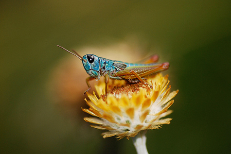 Châu chấu đổi màu để gần bạn tình