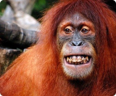 Dã nhân trong rừng rậm