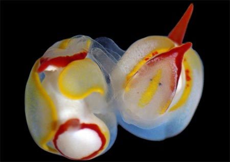 Kiểu giao phối kỳ lạ của hải sâm