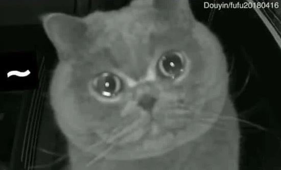 Để mèo ở nhà một mình rồi về quê ăn Tết, chủ nhân vội vã quay lại khi nhìn thấy cảnh tượng khó tin trong camera