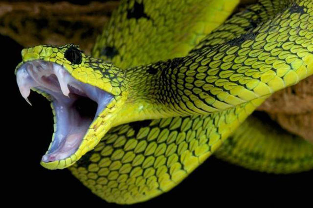 Rắn có thể tự sát bằng nọc độc của chính mình không?