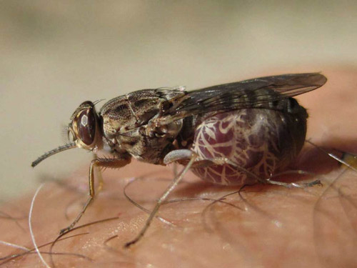 "Điểm danh" 10 loài côn trùng nguy hiểm nhất thế giới