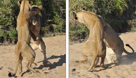 Chiêm ngưỡng vũ điệu hoang dã của "chúa sơn lâm"