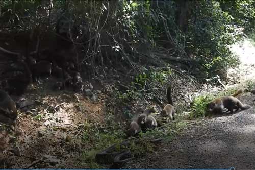 Clip: Trăn khổng lồ 'no đòn' khi bị đàn gấu mèo 'đánh hội đồng'