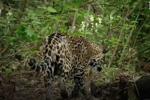 Clip: Báo đốm giật bắn mình vì đụng độ 'rắn 3 bước' cực độc, kết cục kẻ chết lại là... khỉ trên cây