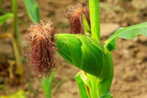 Điều trị bệnh viêm đường tiết niệu bằng râu ngô