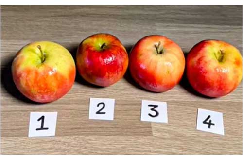 Thách thức thị giác 3 giây: Đố bạn đâu là quả táo giả đang "trà trộn" trong ảnh?