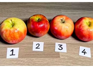 Thách thức thị giác 3 giây: Đố bạn đâu là quả táo giả đang "trà trộn" trong ảnh?