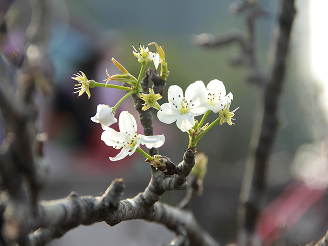 Cúng Rằm tháng Giêng năm 2021 vào ngày, giờ nào?