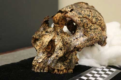 Phát hiện hóa thạch hơn 2 triệu năm tuổi của "họ hàng" tổ tiên loài người