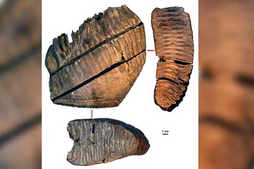 DNA cổ xưa nhất được trích xuất từ xác một con voi ma mút niên đại hơn một triệu năm tuổi