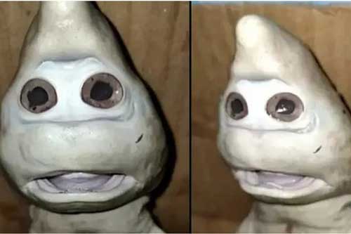 Clip: Ngư dân câu được cá mập mặt người, gương mặt "thảng thốt" kỳ dị khiến cả thuyền quay luôn về bờ vì nghĩ là quái vật