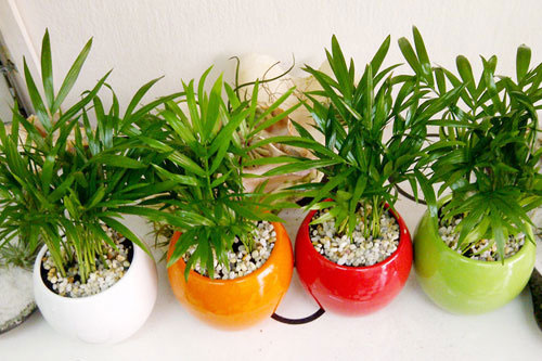 Mẹo "hồi sức" cho cây cảnh ít người biết