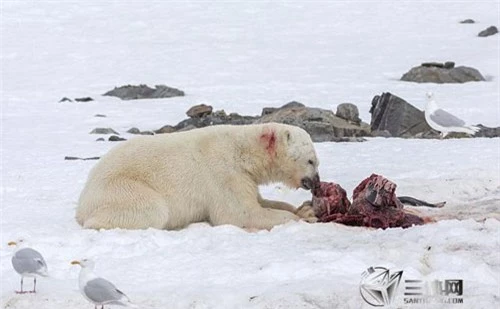 Gấu Bắc Cực ăn thịt cá heo – hậu quả của biến đổi khí hậu - 2