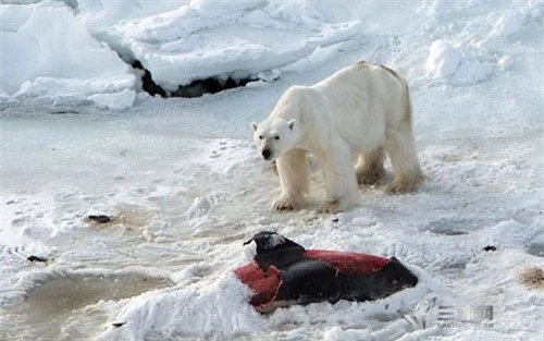 Gấu Bắc Cực ăn thịt cá heo – hậu quả của biến đổi khí hậu - 3